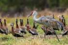 USA-South Texas Sandhill crane (lesser) and black-bellied whistling ducks Art Print